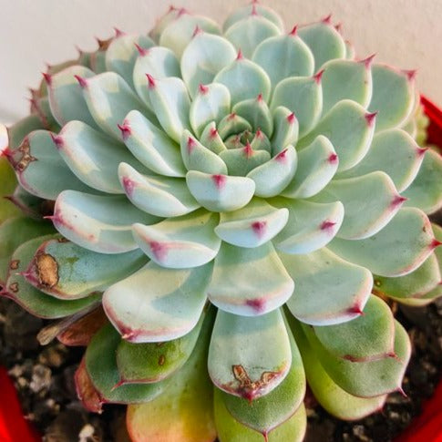 Echeveria White Minima