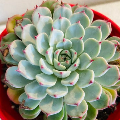 Echeveria White Minima