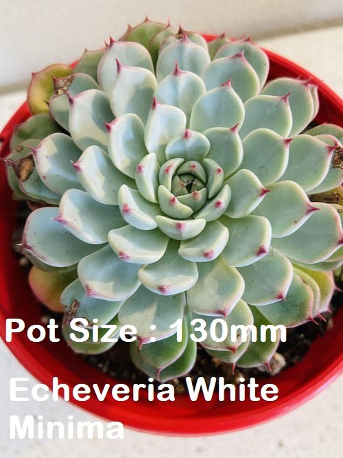 Echeveria  Value Buster Pack - 1