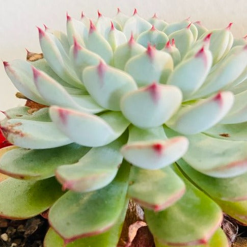 Echeveria White Minima