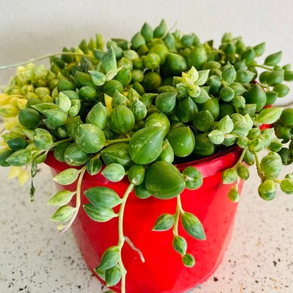 Senecio Angels Tears Variegated