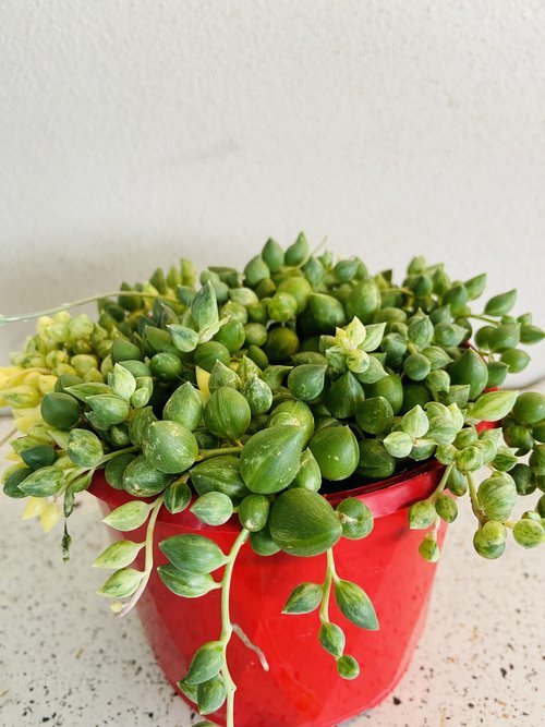 Senecio Angels Tears Variegated