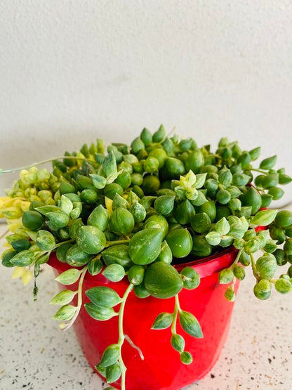 Senecio Angels Tears Variegated