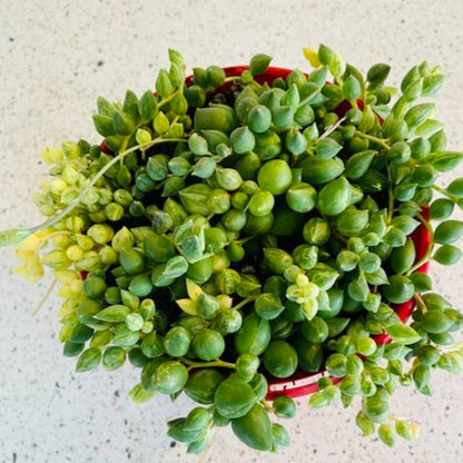 Senecio Angels Tears Variegated