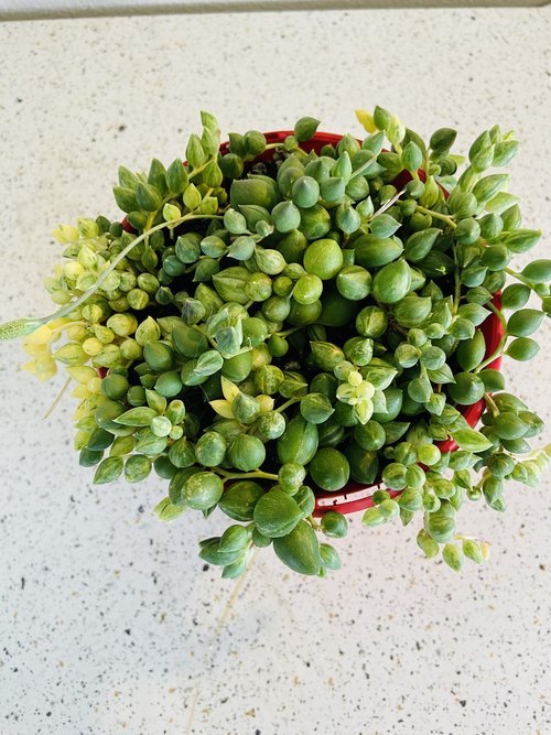 Senecio Angels Tears Variegated