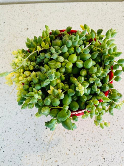 Senecio Angels Tears Variegated