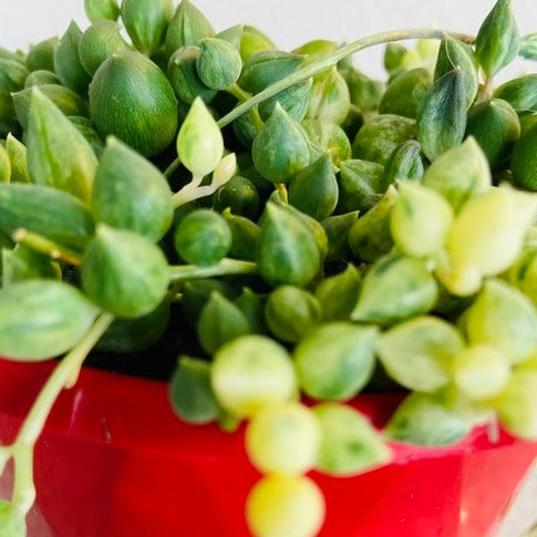 Senecio Angels Tears Variegated