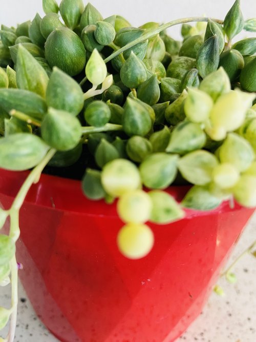 Senecio Angels Tears Variegated