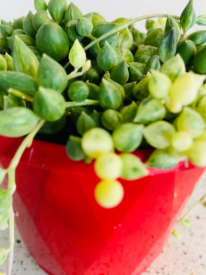 Senecio Angels Tears Variegated