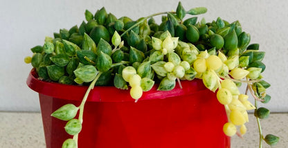 Senecio Angels Tears Variegated