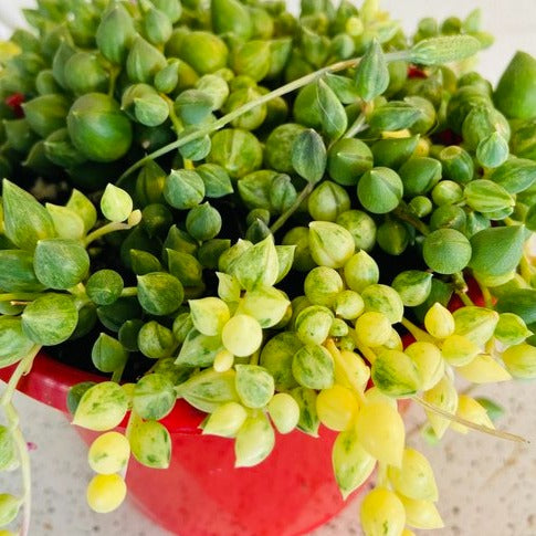 Senecio Angels Tears Variegated