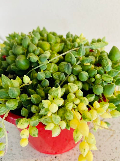 Senecio Angels Tears Variegated