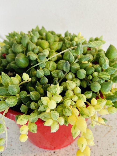 Senecio Angels Tears Variegated