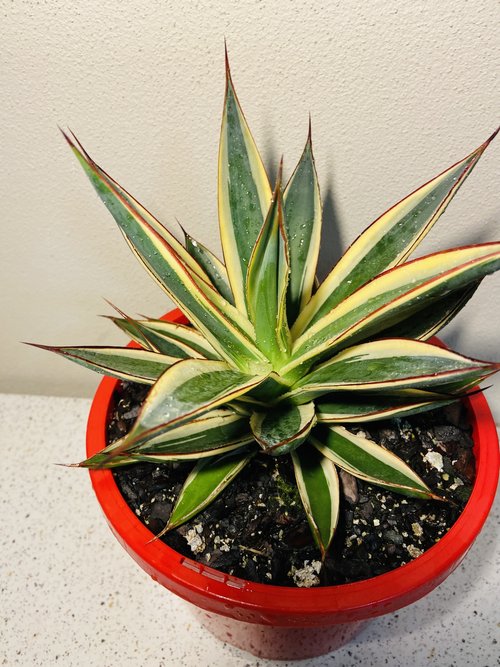 Agave Snow Glow – Succulents World