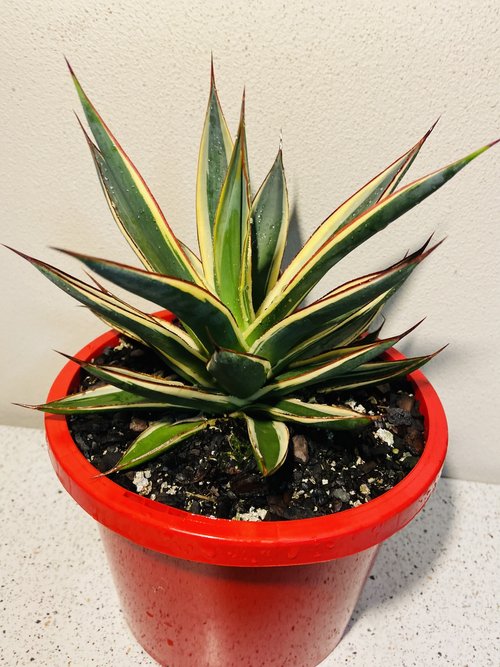 Agave Snow Glow – Succulents World