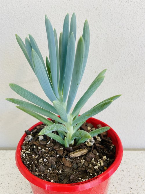 Senecio Blue Chalk Sticks