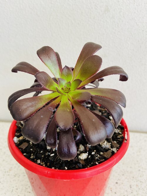 Aeonium Schwarzkopf