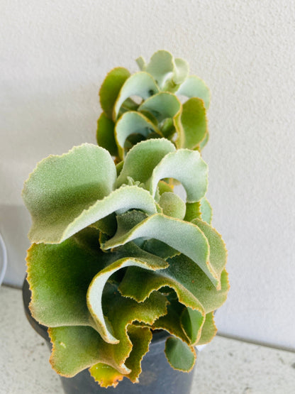 Kalanchoe Beharensis Monstrose  130mm