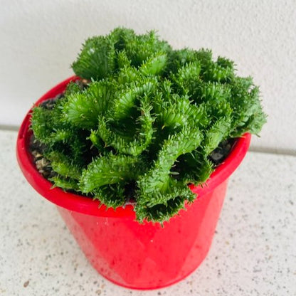 Euphorbia Flanaganii Crested Form