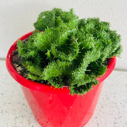 Euphorbia Flanaganii Crested Form