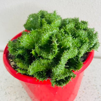 Euphorbia Flanaganii Crested Form