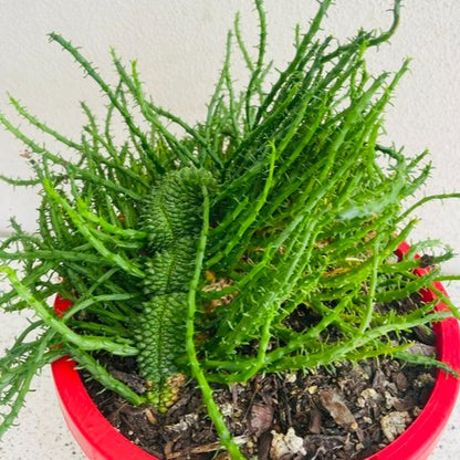 Euphorbia Flanaganii Body Cristata