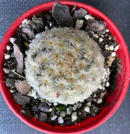 Cacti - The Feather Cactus - Mammillaria Plumosa