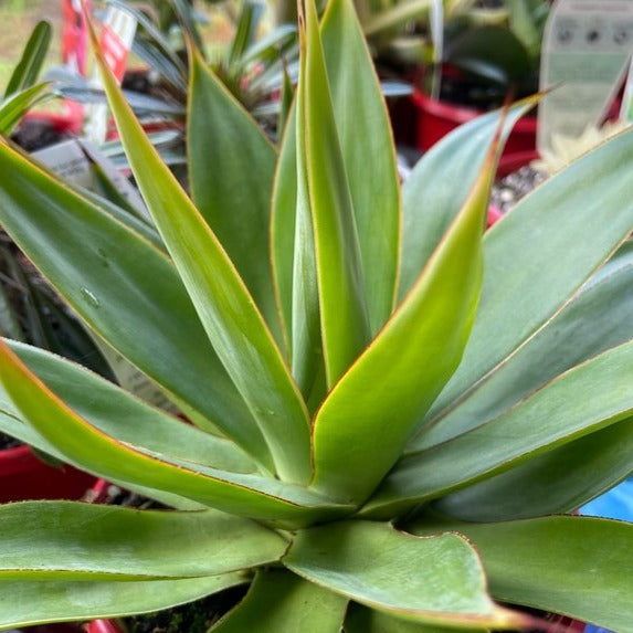 Agave Titanota x Attenuata