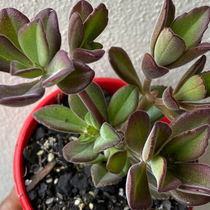 Plectranthus Caninus (Dogsbane)