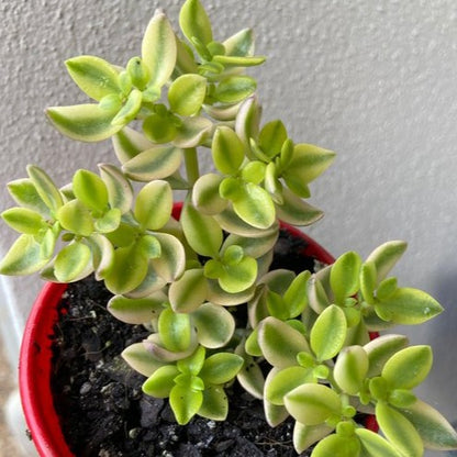 Crassula Volkensii Variegated