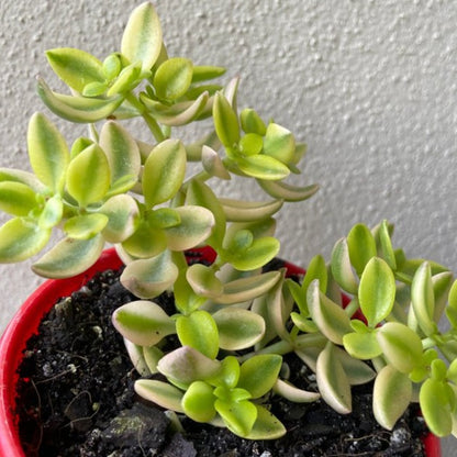 Crassula Volkensii Variegated