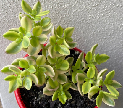 Crassula Volkensii Variegated