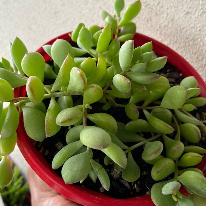 Cotyledon Pendens (Cliff Cotyledon)