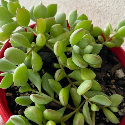 Cotyledon Pendens (Cliff Cotyledon)