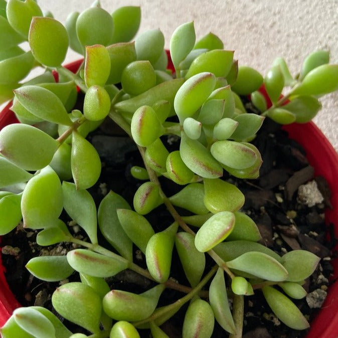 Cotyledon Pendens (Cliff Cotyledon)