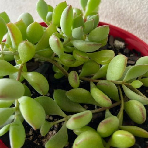 Cotyledon Pendens (Cliff Cotyledon)