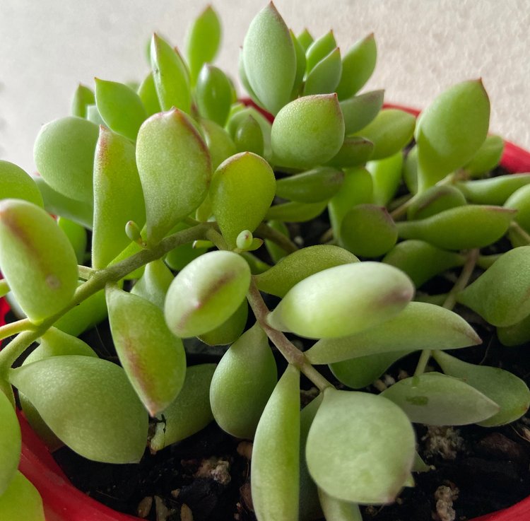 Cotyledon Pendens (Cliff Cotyledon)