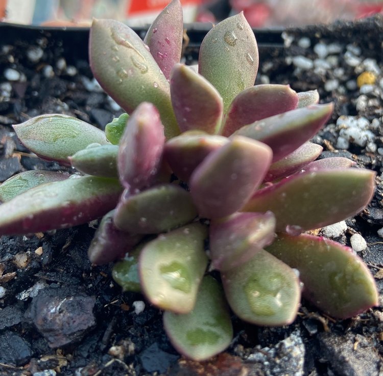 Anacampseros Rufescens (Sand Rose)