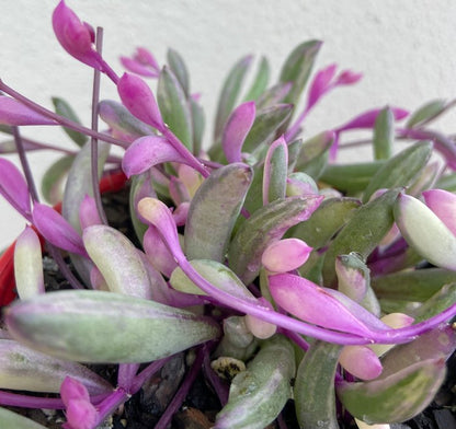 opal succulent plant Buy Orthonna Calara's Opal Necklace