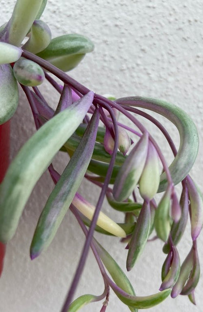 opal succulent plant Buy Orthonna Calara's Opal Necklace
