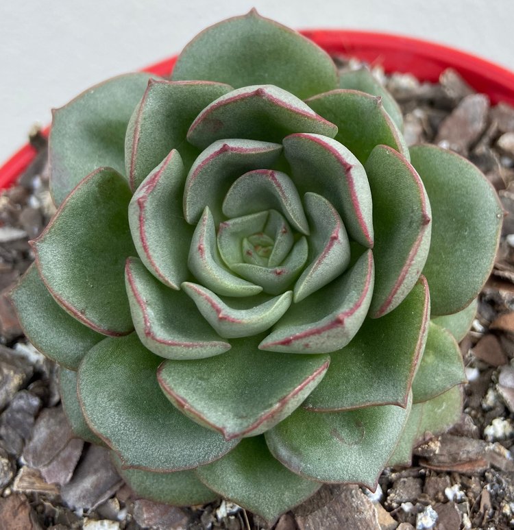 Echeveria Moranii