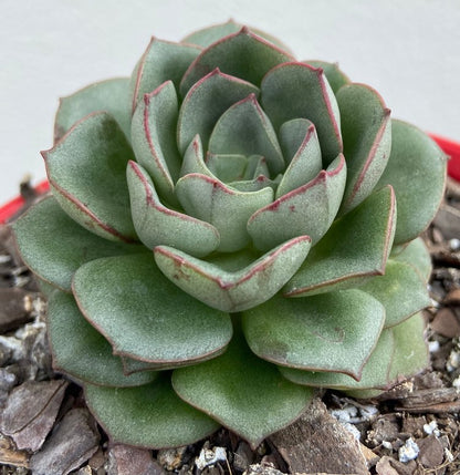 Echeveria Moranii