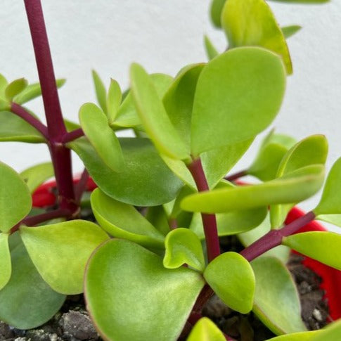 Portulacaria Large Leaf form