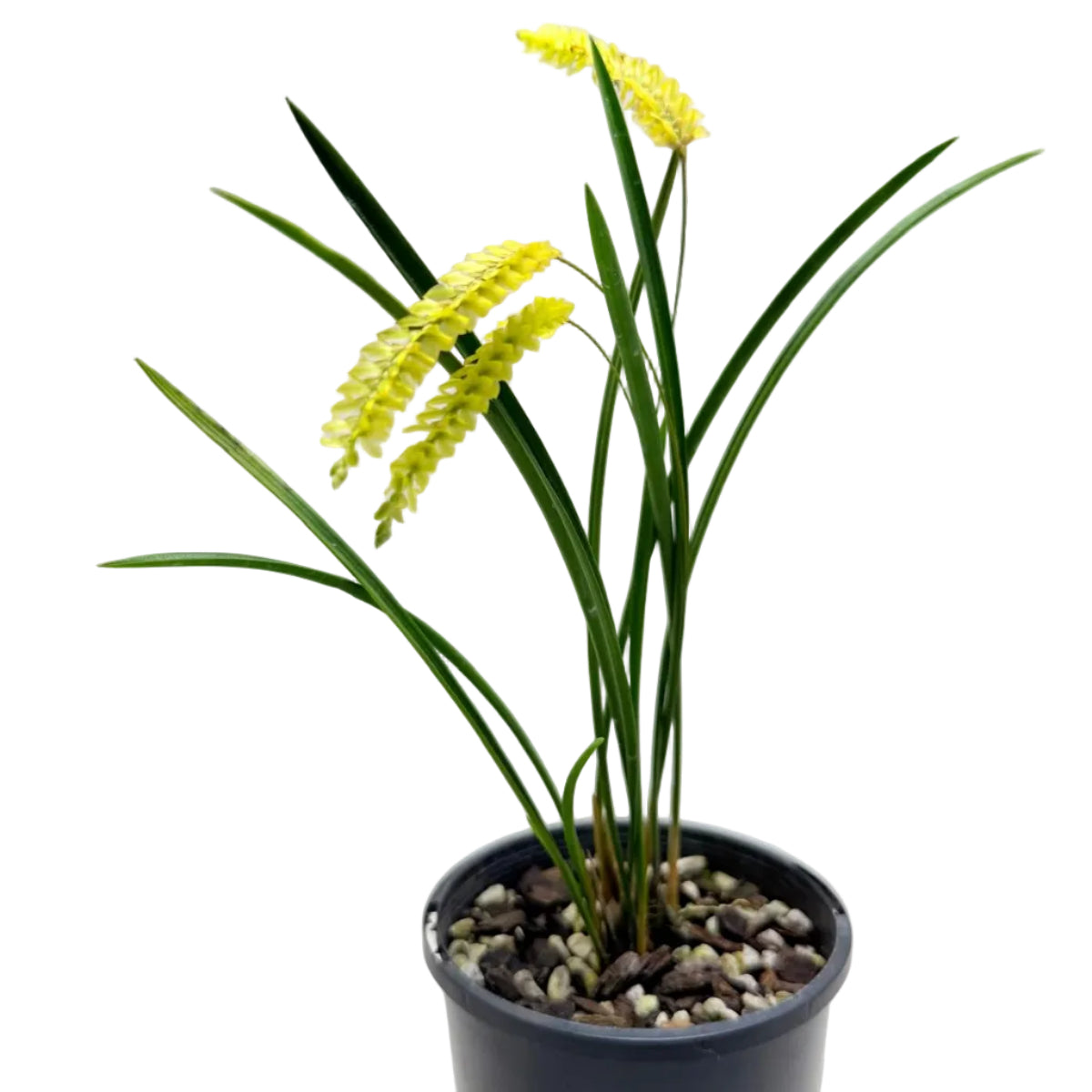 Healthy Dendrochilum javierense 'Yellow' orchid ideal for indoor collections and orchid enthusiasts