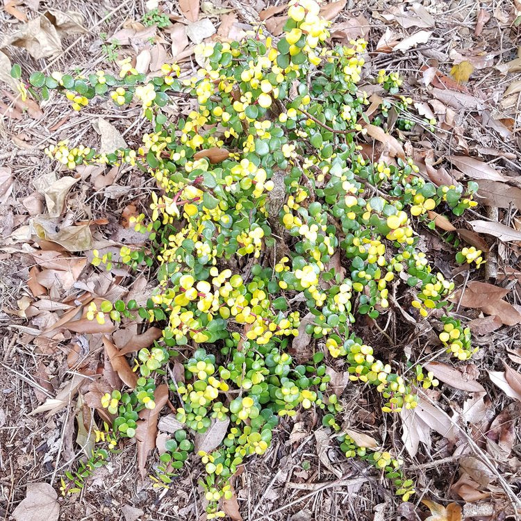 Jade Plant Golden