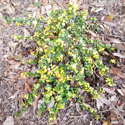 Jade Plant Golden