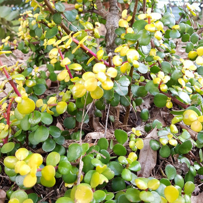 Jade Plant Golden