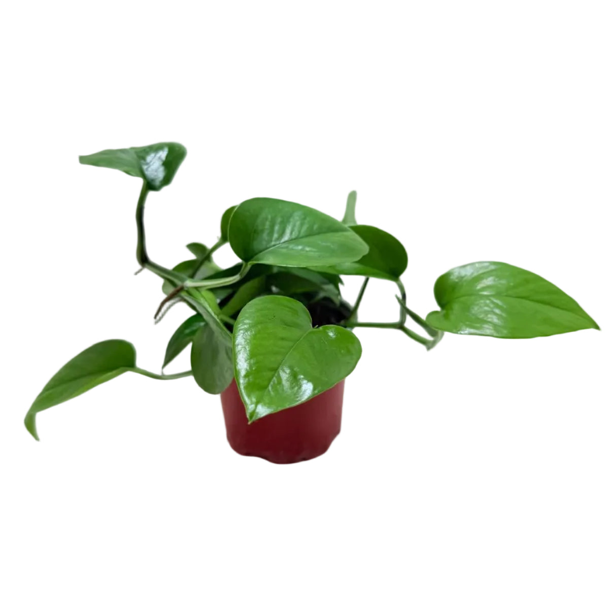 Easy-care Jade Pothos trailing houseplant for Australian homes.