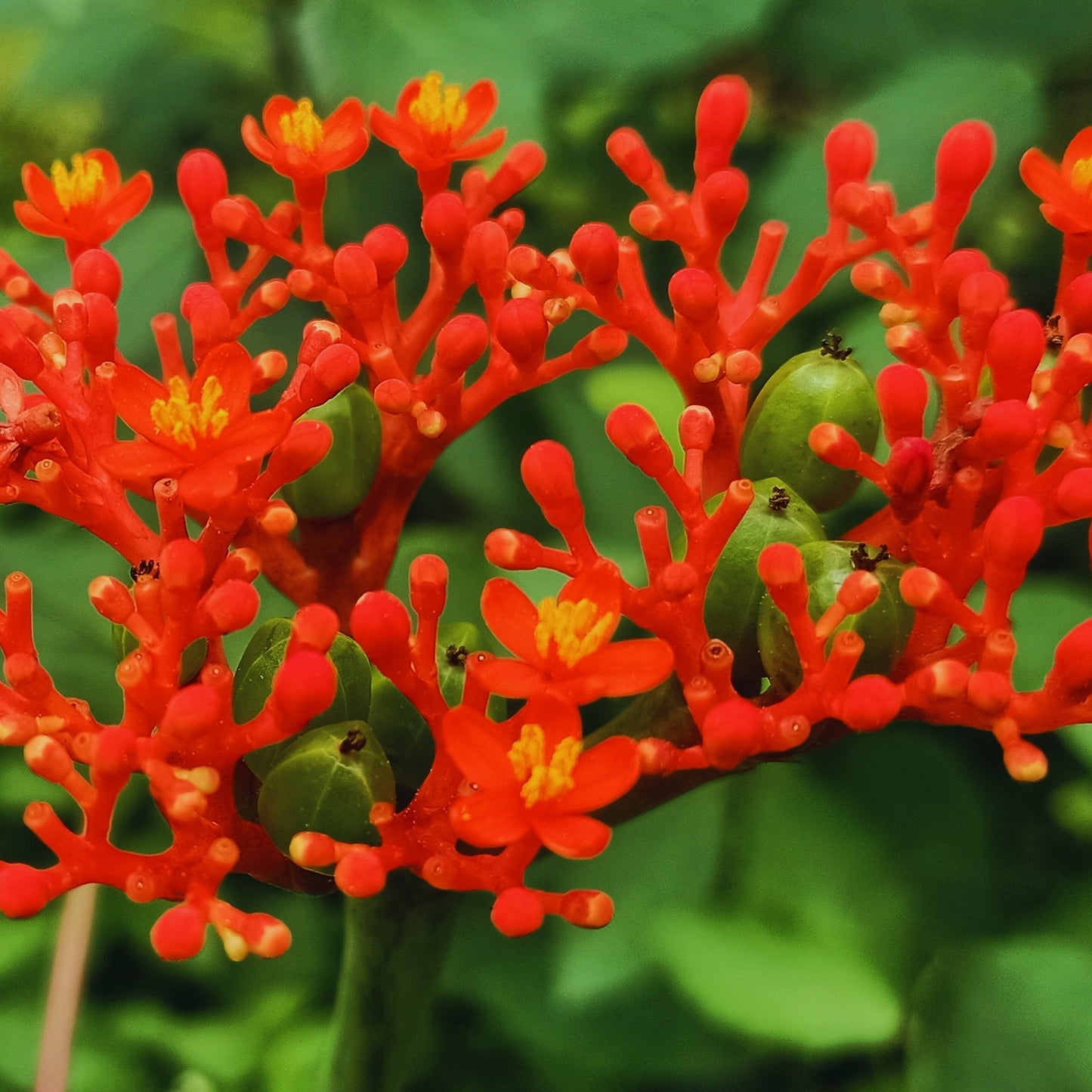 buddha belly succulent Jatropha Podagrica Red 'Buddha's Belly plant' – Succulents World