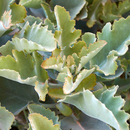 Kalanchoe Beharensis Silver Lining